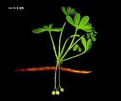 Extinct Ginkgo yimaensis[52]