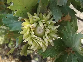 Acorn of Quercus ithaburensis subsp. macrolepis, the valonia oak
