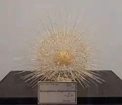 Blaschka glass model of "Aulosphaera elegantissima"