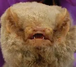 Brown bat head