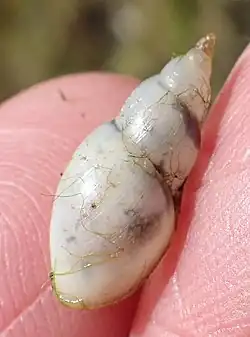 Glyptophysa novaehollandica