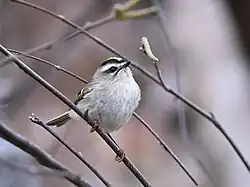 A golden-crowned kinglet perched on a small tree branch