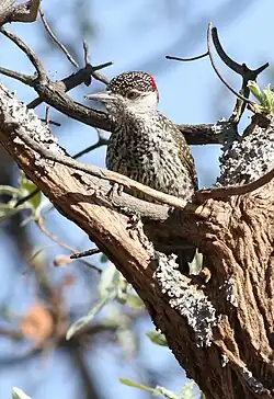 female of the nominate race