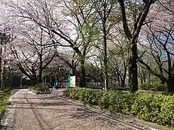 Cherry blossoms at Goten-yama Hill in Kita-Shinagawa