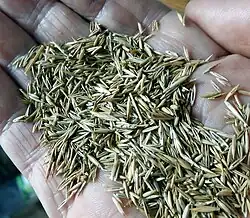 Grass seeds, a mixture of 90% Festuca rubra and 10% Festuca ovina.
