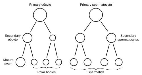 Scheme showing analogies in the process of maturation of the ovum and the development of the spermatids.