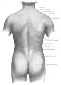 Surface anatomy of the back