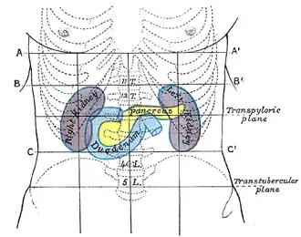 Front of abdomen, showing surface markings for duodenum, pancreas, and kidneys.