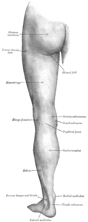 Back of left lower extremity.