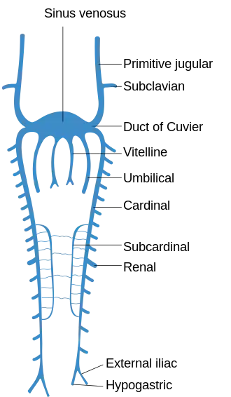 Scheme of arrangement of parietal veins.