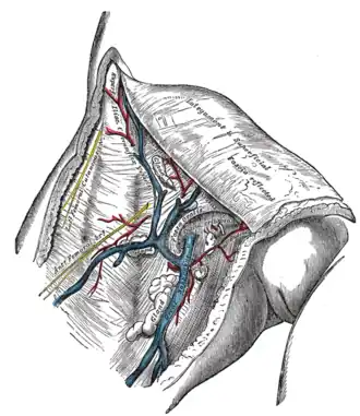 The great saphenous vein and its tributaries at the fossa ovalis.