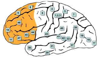 Diagram of a side-view of the brain with the prefrontal cortex colored in orange