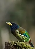 Great Barbet