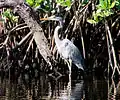 Great blue heron on the Loxahatchee