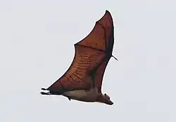 Gray bat