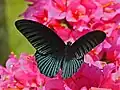Great Mormon (Papilio memnon)