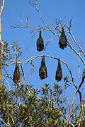 Grey-headed flying foxes in Royal Botanic Gardens, Sydney