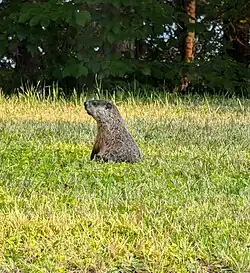 A Groundhog in northern Ontario, Canada on high alert for predators.