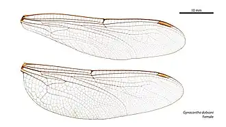 Female wings