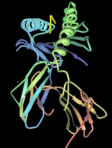 Computer illustration of HLA-B*0801 with EBV peptide in the binding pocket.