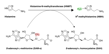 Histamine inactivation by HNMT