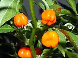 Habanero peppers, a cultivar of Capsicum chinense