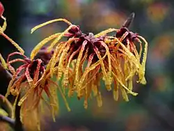 Hamamelis × intermedia 'Aphrodite'