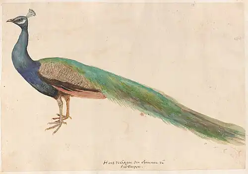 A peacock by Hans Verhagen de Stomme
