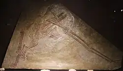 Holotype of Haopterus gracilis