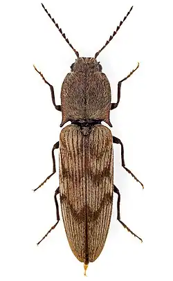 Harminius undulatus