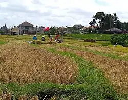 Harvesting rice (2019)