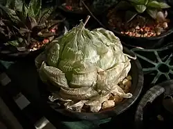 Haworthia lockwoodii dries its leaves into a papery sheath in the heat of summer.