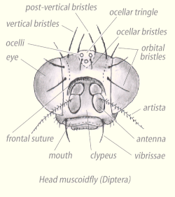 Muscoid head:Frontal suture