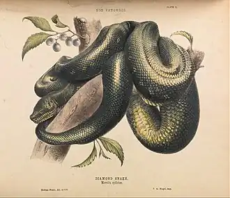 The Diamond Snake,, Morelia spilotes,, illustration by Helena Forde,, from Krefft's The Snakes of Australia (1869).