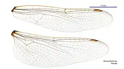 Female wings