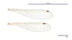 Male wings