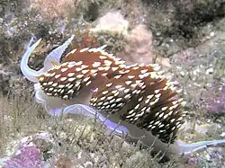 Hermissenda crassicornis, San Clemente Island