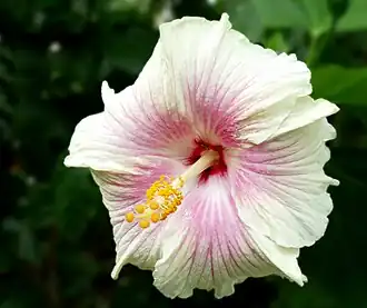 (Giant) tropical Hibiscus × rosa-sinensis 'Madonna'