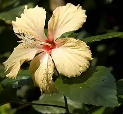 Hibiscus 'Mango Dainty'