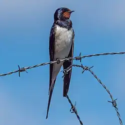 Barn swallow, Vaxholm, Stockholm