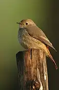 Hodgsons redstart