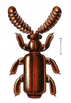 Homopterus brasiliensis