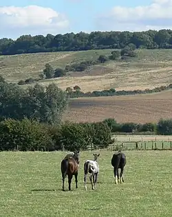 Chevaux en pâturage près de l'A6003 Rockingham Road, Great Easton, Leicestershire