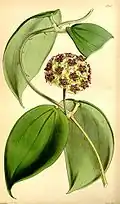 Hoya cinnamomifolia