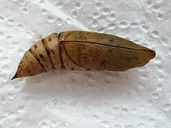 Pupa (2 weeks old) of hummingbird hawk