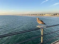 Juvenile gull waiting for discarded human food on Huntington Beach Pier, California, US