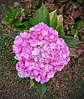 Flower of hydrangea