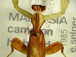 Mounted adult male