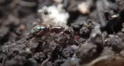 A Hypoponera worker, likely H. opacior, crawls around in soil under leaf litter.