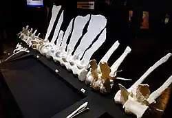 White casts of spinal column with wave-like sail laid out on a dark background in a museum exhibit